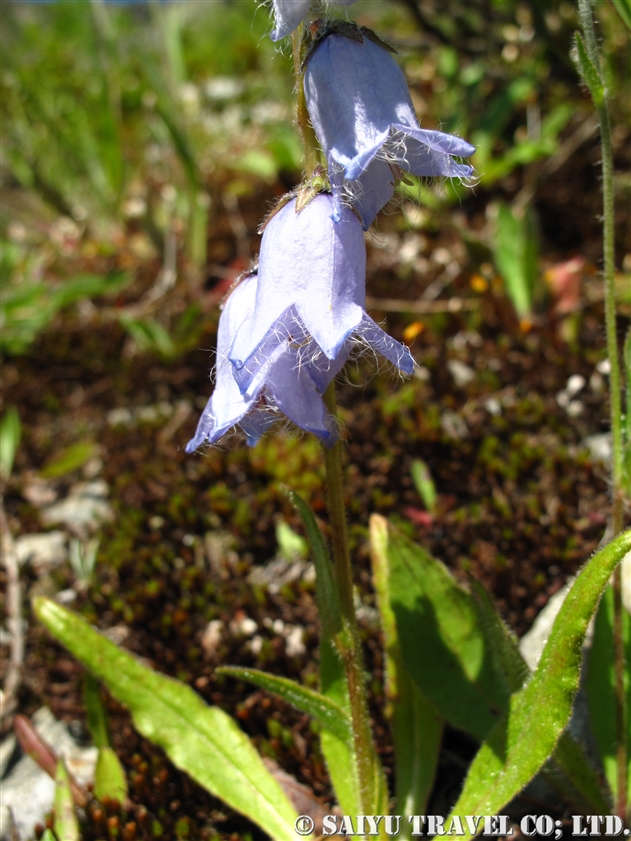 バルバタ ホタルブクロ Campanula Barbata 世界の花だより