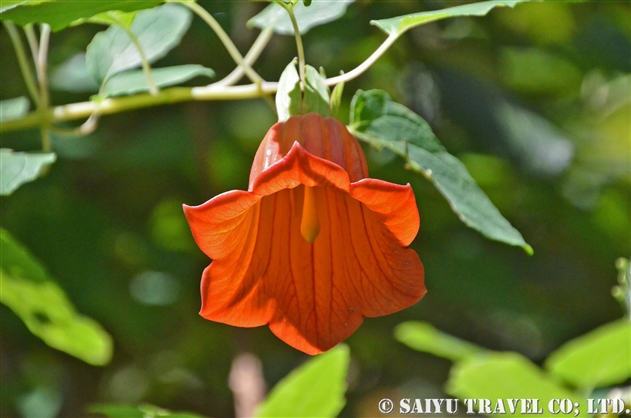 カナリナ カナリエンシス Canarina Canariensis 世界の花だより