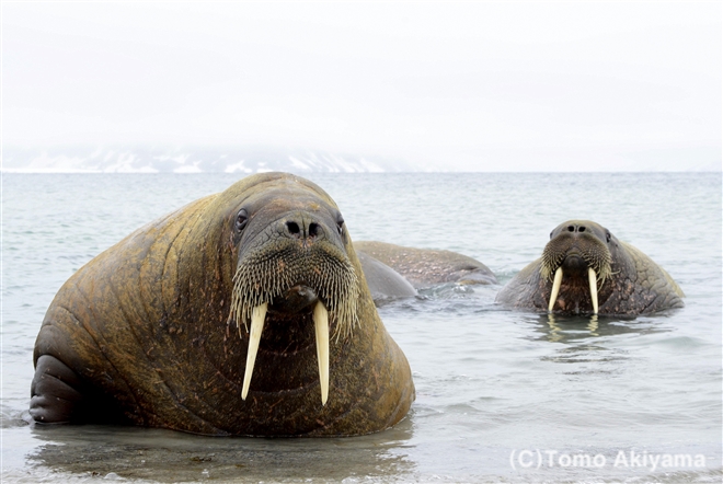 セイウチ Wildlife Photo Journal 動物スペシャリスト 秋山知伸