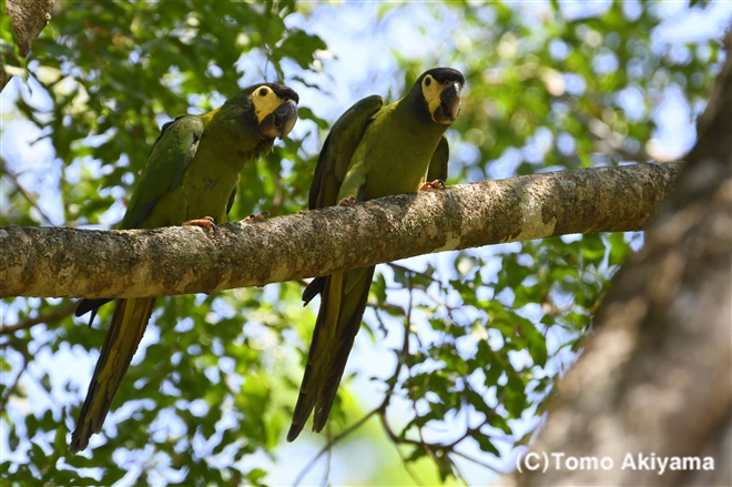 インコ Wildlife Photo Journal 動物スペシャリスト 秋山知伸