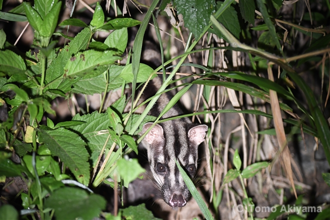 ◇ジャコウネコ科 – 「Wildlife Photo Journal」動物スペシャリスト