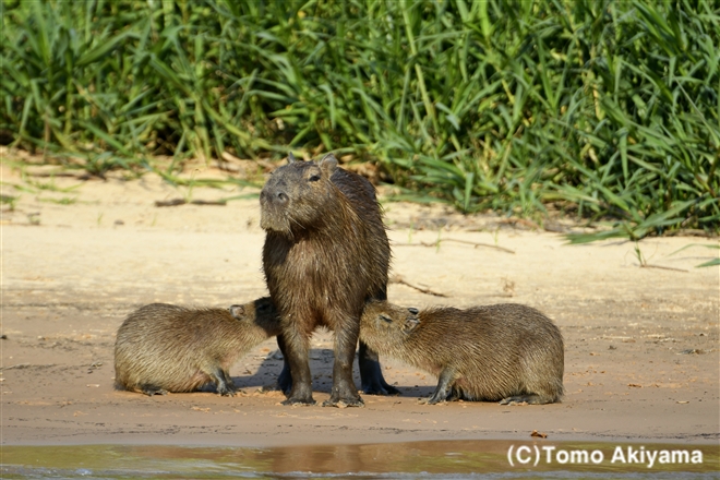 カピバラ Wildlife Photo Journal 動物スペシャリスト 秋山知伸