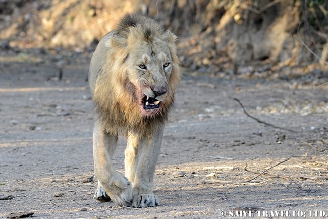 アジアライオン Asiatic Lion オス (2)
