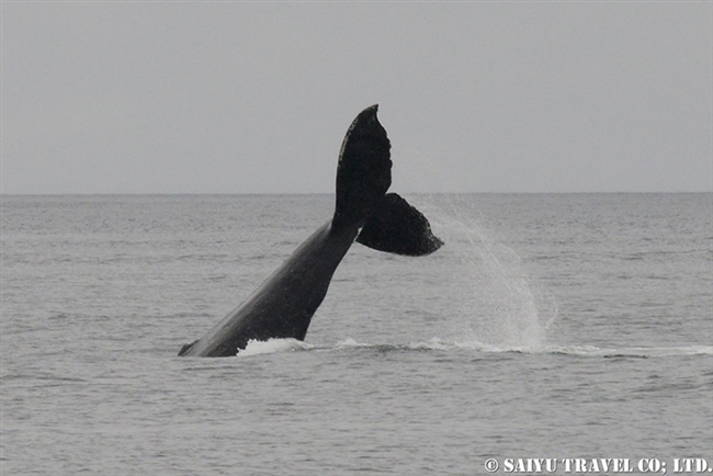 ザトウクジラの水面行動　アラスカ (8)