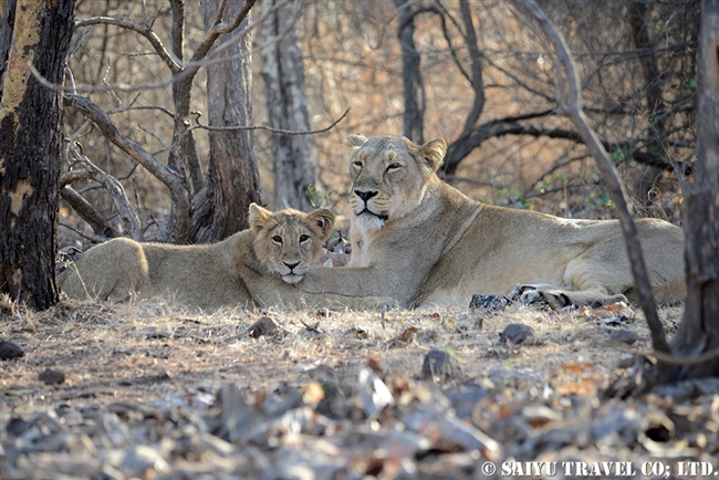 アジアライオン親子　Asiatic Lion (4)