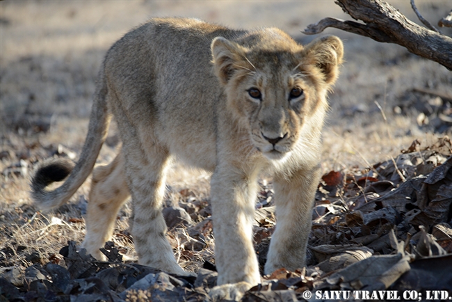 アジアライオン親子　Asiatic Lion (5)