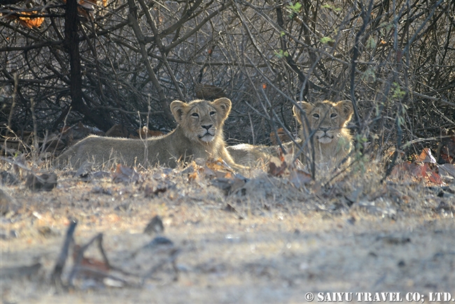 アジアライオン親子　Asiatic Lion (3)