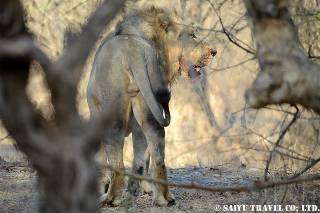 アジアライオン Asiatic Lion オス (3)