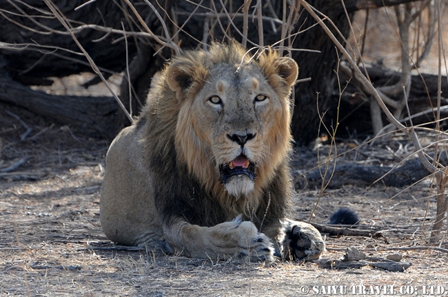 アジアライオン　Asiatic Lion (2)