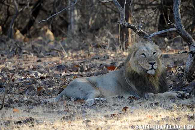 アジアライオン　Asiatic Lion (4)