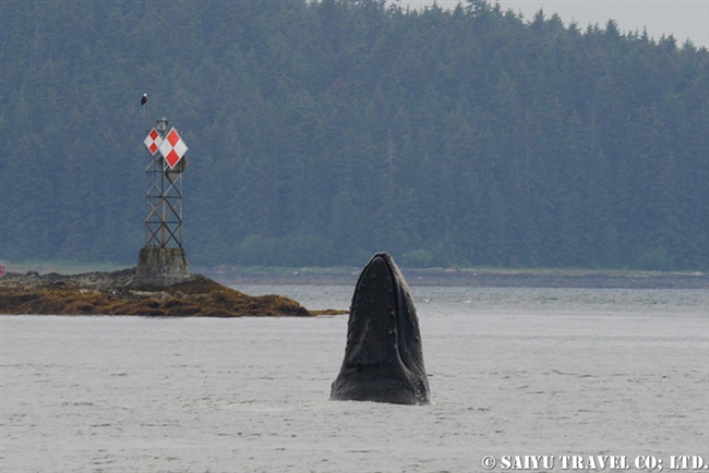 ザトウクジラの水面行動　アラスカ (10)