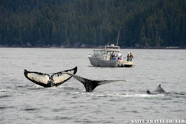 ザトウクジラの水面行動　アラスカ (7)