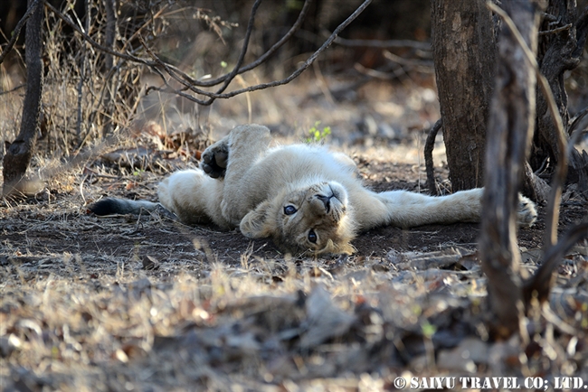 アジアライオン親子　Asiatic Lion (7)