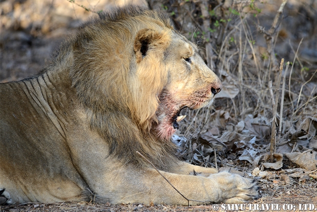 アジアライオン Asiatic Lion オス (5)