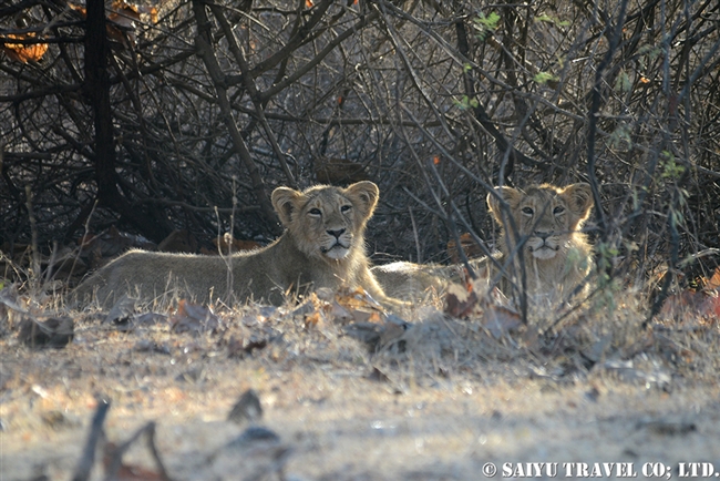 アジアライオン　Asiatic Lion (5)