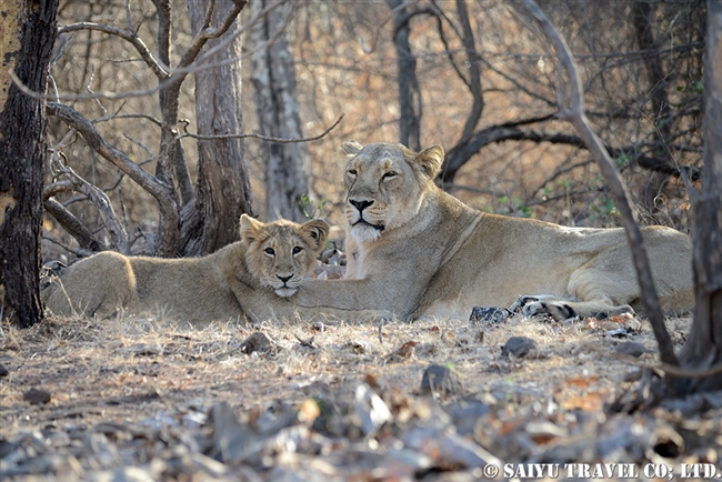 アジアライオン　Asiatic Lion (6)