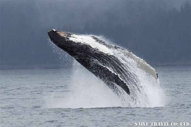 ザトウクジラの水面行動　アラスカ (4)