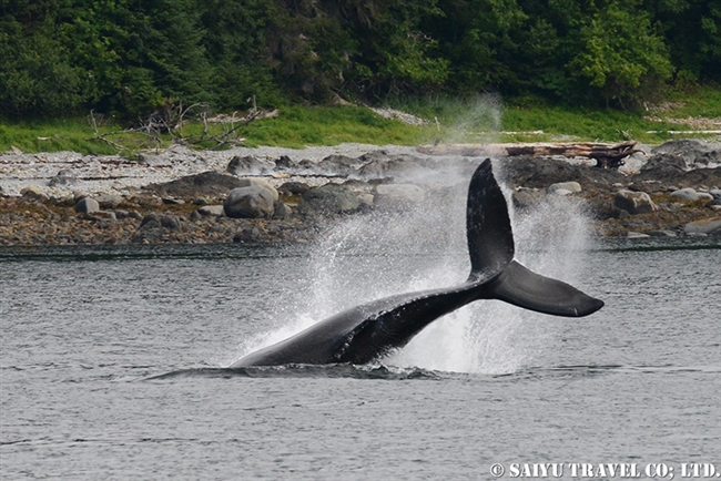 ザトウクジラの水面行動　アラスカ (9)