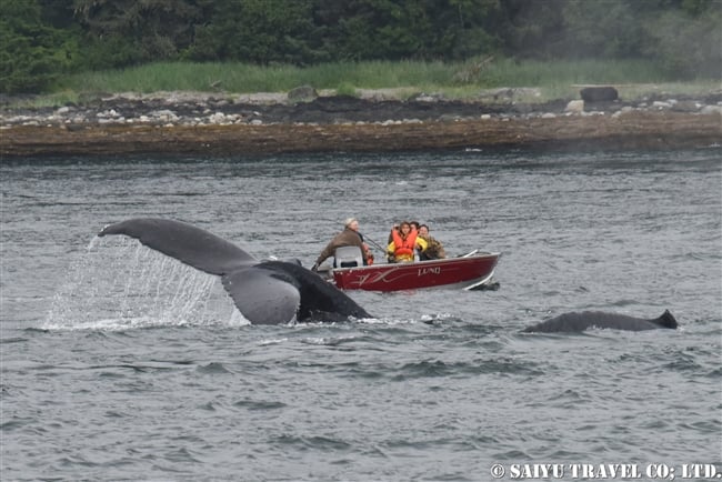 ザトウクジラの水面行動　釣り船との距離 (7)