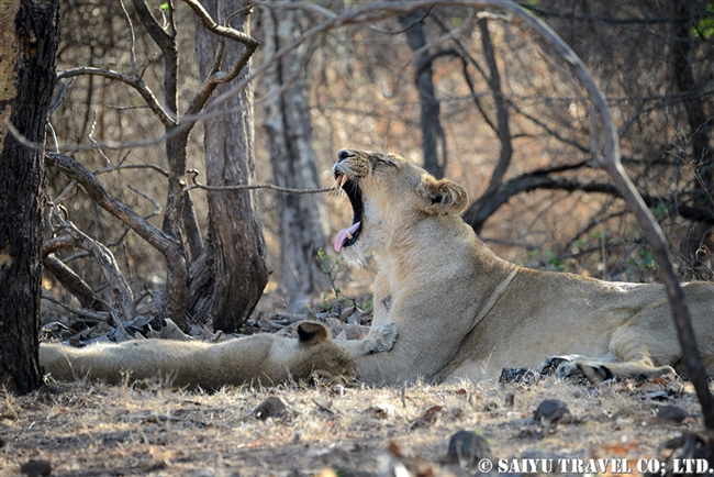 アジアライオン親子　Asiatic Lion (6)