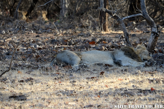 アジアライオン親子　Asiatic Lion (2)