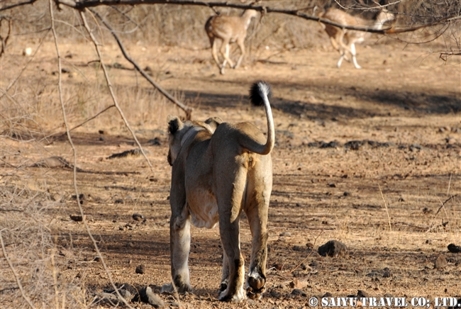 アジアライオン　Asiatic Lion (9)