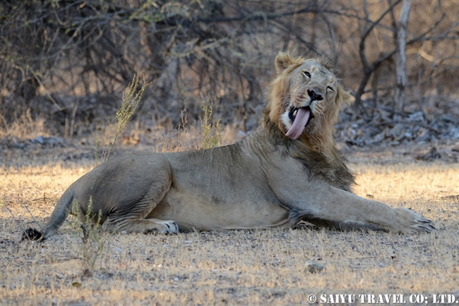 アジアライオン Asiatic Lion オス (7)