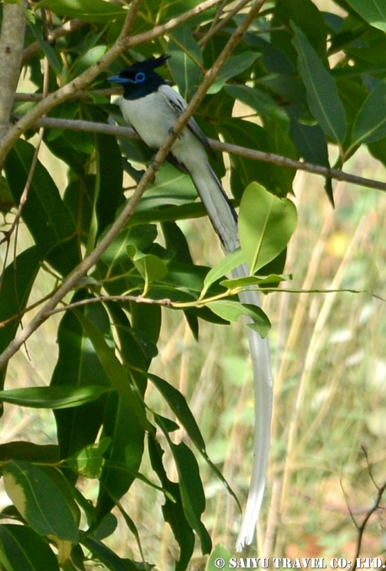 Asian Paradise Flycatcher