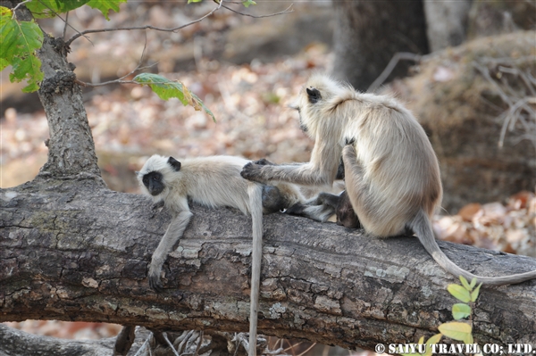 Bandhavgarh (1)