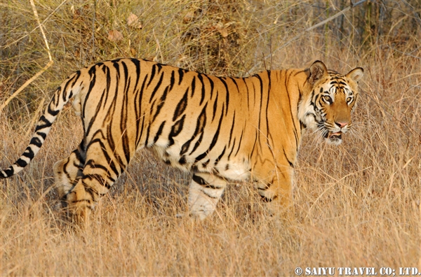 Bandhavgarh (2)