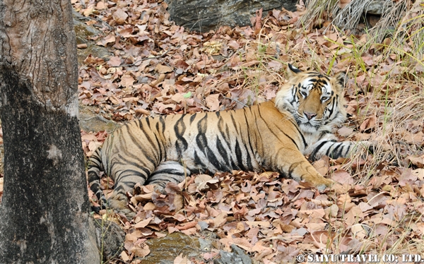 Bandhavgarh (3)