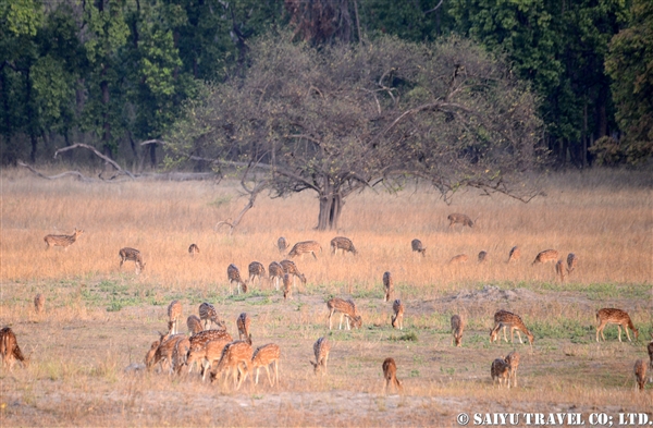 Bandhavgarh (4)