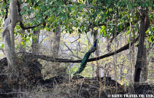 Bandhavgarh -Peakok