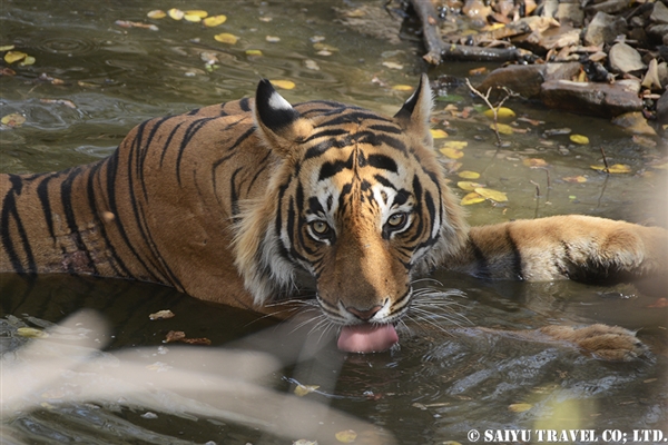 Bengal Tiger - Forest of India (1)