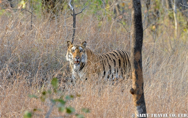 Bengal Tiger - Forest of India (10)