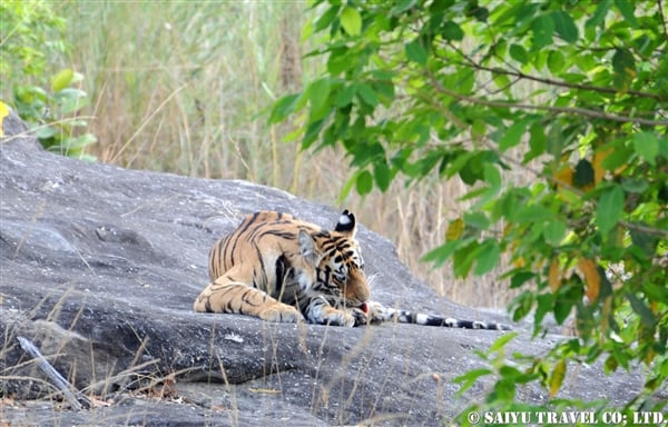 Bengal Tiger - Forest of India (3)