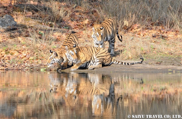 Bengal Tiger - Forest of India (6)