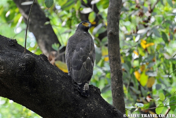 Crested Serpent Eagle