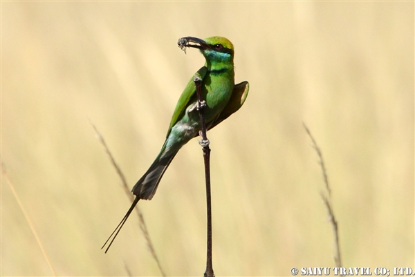 Green Bee eater