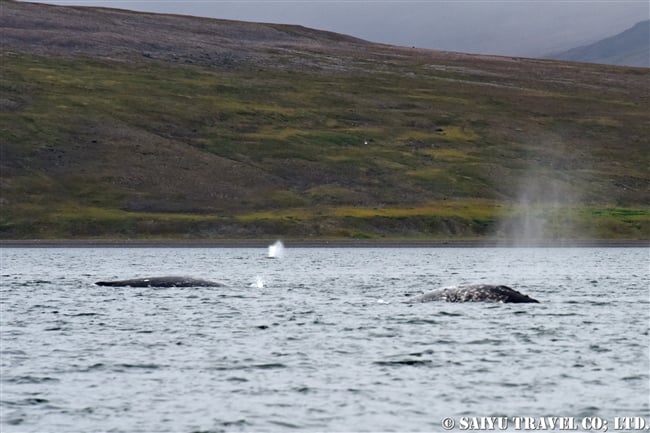 Grey Whale -Bering Sea (1)