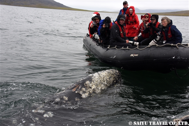 Grey Whale -Bering Sea (10)