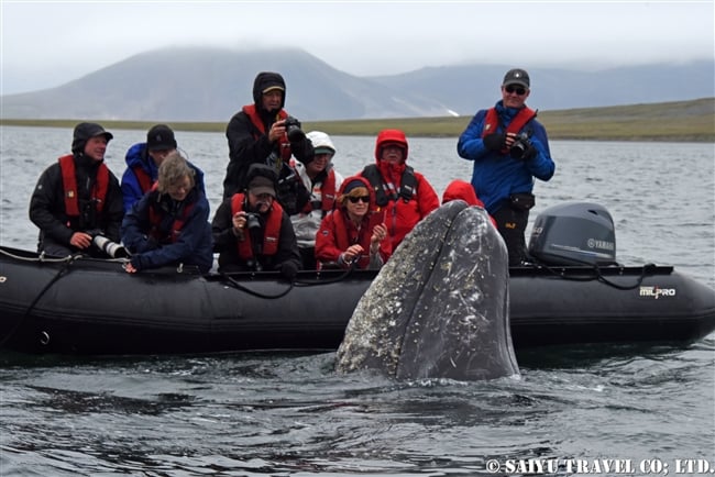 Grey Whale -Bering Sea (11)
