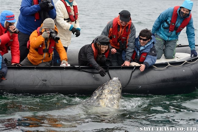 Grey Whale -Bering Sea (13)