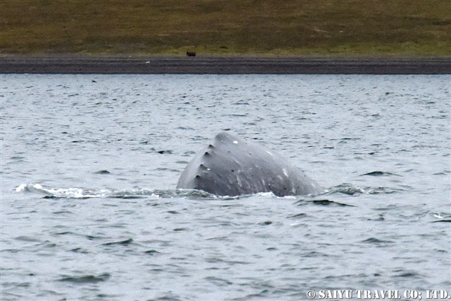 Grey Whale -Bering Sea (2)
