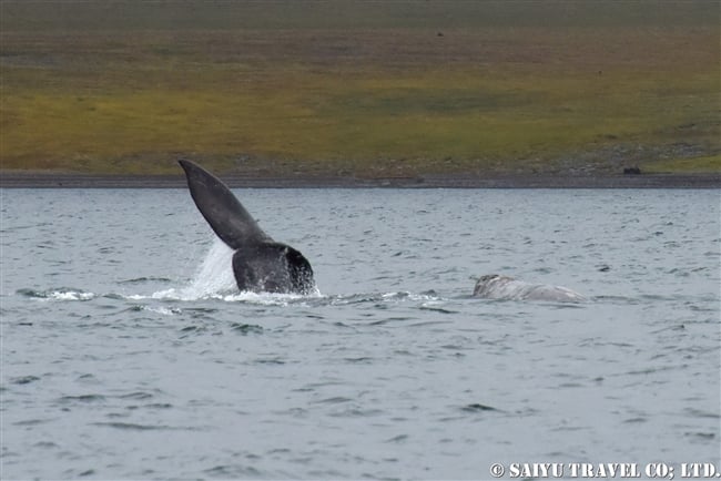 Grey Whale -Bering Sea (3)