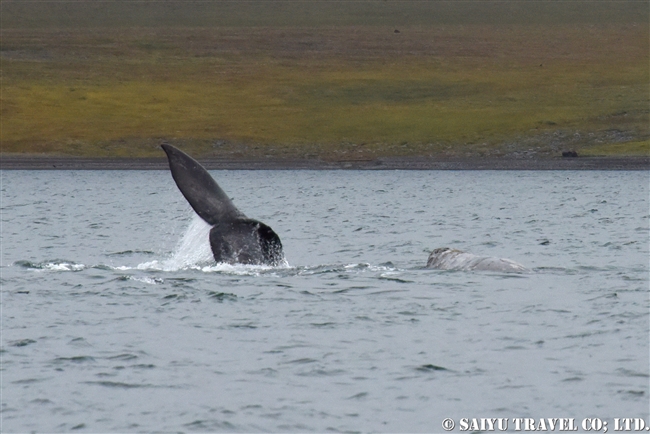 Grey Whale -Bering Sea (3)