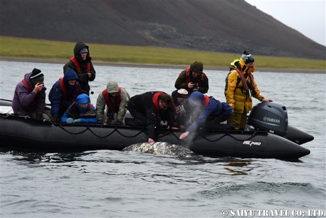 Grey Whale -Bering Sea (5)