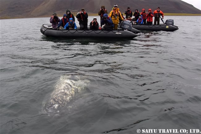 Grey Whale -Bering Sea (6)