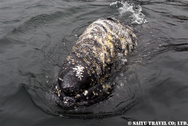 Grey Whale -Bering Sea (7)