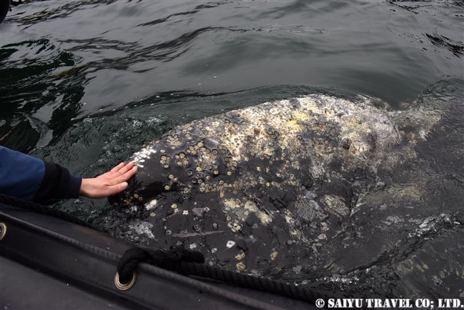 Grey Whale -Bering Sea (8)